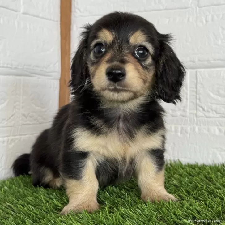 ID：2405-04180の子犬