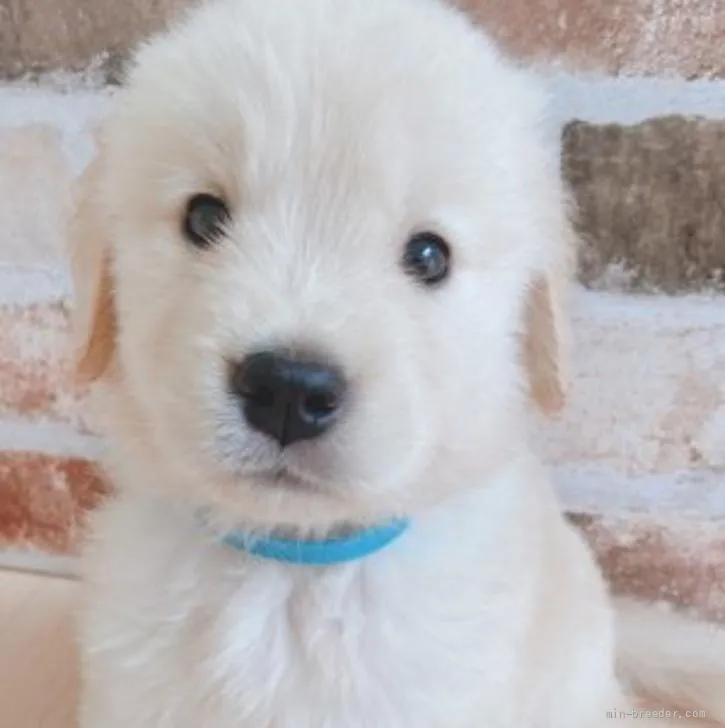 ID:2205-03728の子犬