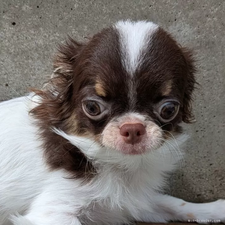ID:2504-06658の子犬