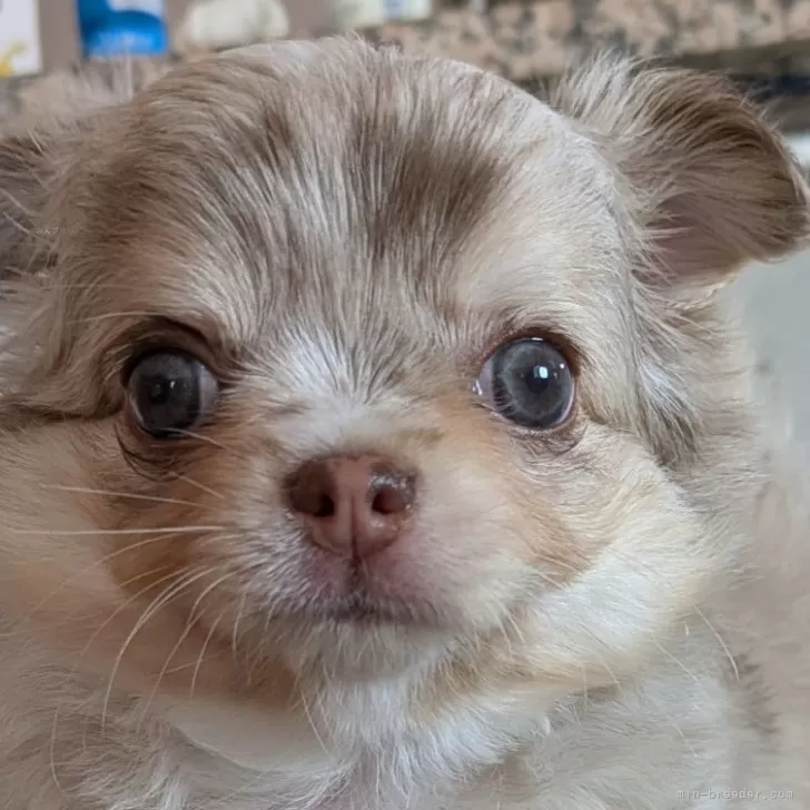 ID:2508-04681の子犬
