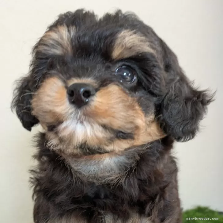 A.Y 様のお迎えした子犬