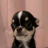 チワワ(スムース)