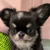 チワワ(ロング)