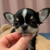 チワワ(スムース)