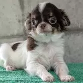 チワワ(ロング)