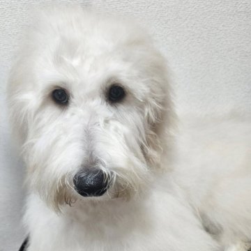 ゴールデンドゥードル(プードル×ゴールデンドゥードル)【島根県・女の子・2025年4月19日・クリーム】の写真「とっても元気で甘えん坊な女の子です❤️」