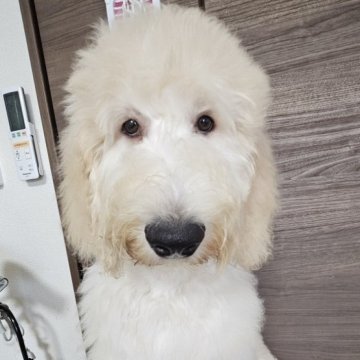 ゴールデンドゥードル【島根県・男の子・2025年4月19日・クリーム】の写真「ご飯が大好きな男の子です🤍」