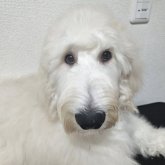 ゴールデンドゥードル