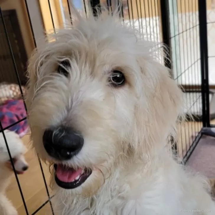 マックスパパ 様のお迎えした子犬
