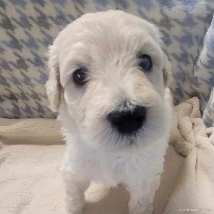ID:2310-02058の子犬
