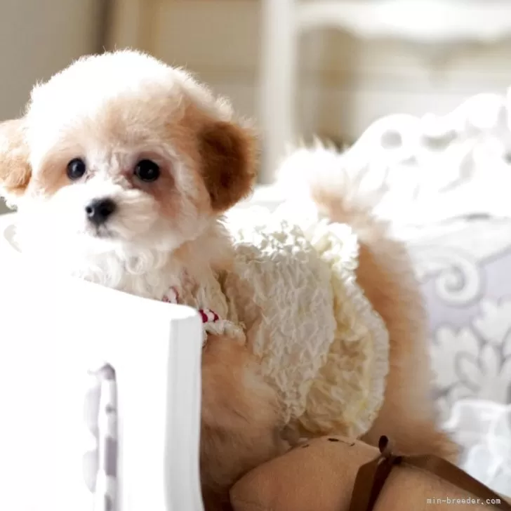 ティーカッププードル【奈良県・男の子・2025年8月14日・アプリコット】の写真1「ごはんも大好き💗な健康優良児くんです🐥💕」