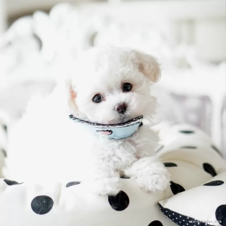 T.M 様のお迎えした子犬