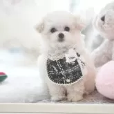 ティーカッププードル