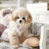 ティーカッププードル