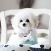 ティーカッププードル