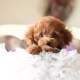 ティーカッププードル