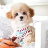 ティーカッププードル【奈良県・男の子・2025年8月14日・アプリコット】の写真4