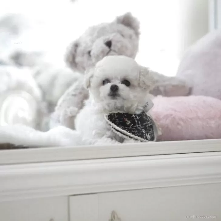 ティーカッププードル【奈良県・女の子・2025年8月1日・ホワイト