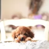 ティーカッププードル【奈良県・男の子・2025年8月18日・ディープレッド】の写真5