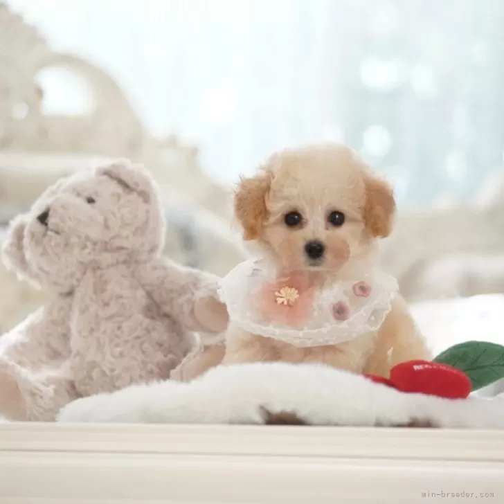 ID:2409-02386の子犬