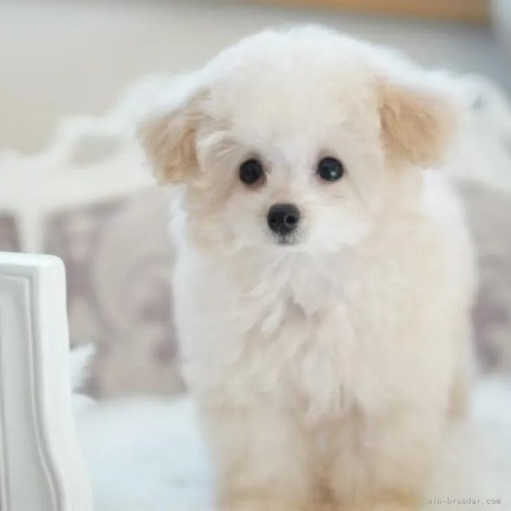 S.T 様のお迎えした子犬