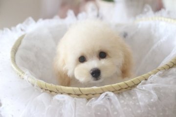 トイプードル(タイニー)【奈良県・男の子・2021年5月11日・ホワイト】の写真「優しいホワイトの毛色をした可愛い男の子です❤️」