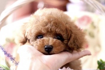 トイプードル(ティーカップ)【奈良県・男の子・2021年4月28日・レッド】の写真「お目目クリクリの可愛い男の子です❤️」