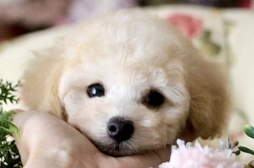 トイプードル(タイニー)【奈良県・男の子・2021年5月11日・ホワイト】の写真「お目目クリクリの可愛い男の子です❤️」
