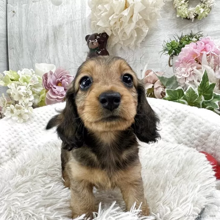 ID：2507-05173の子犬