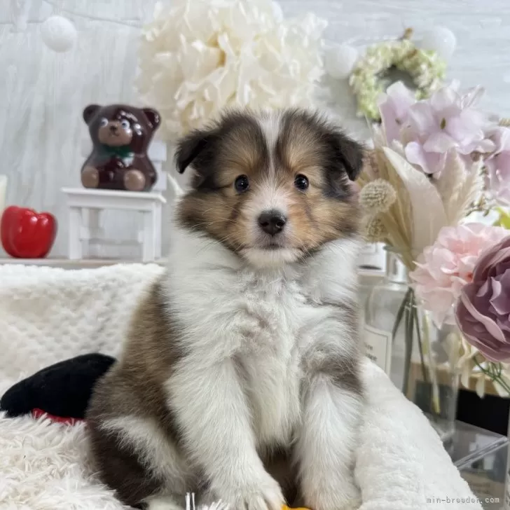 ID:2502-04026の子犬