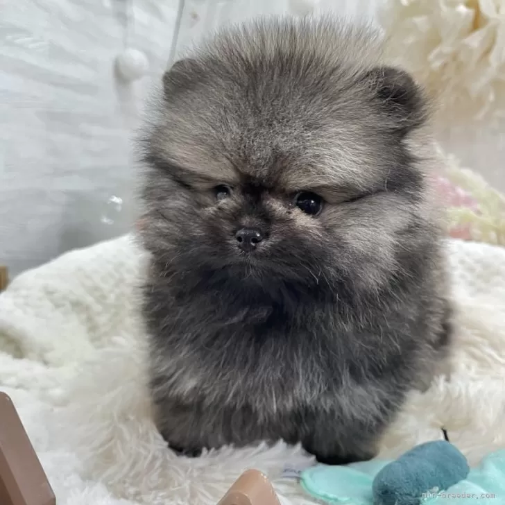 ID：2503-00207の子犬