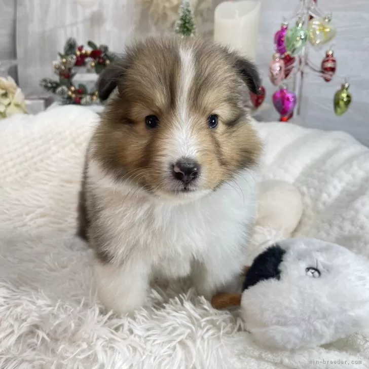 シェットランドシープドッグ【京都府・男の子・2025年10月26日・セーブル&amp;ホワイト】の写真1