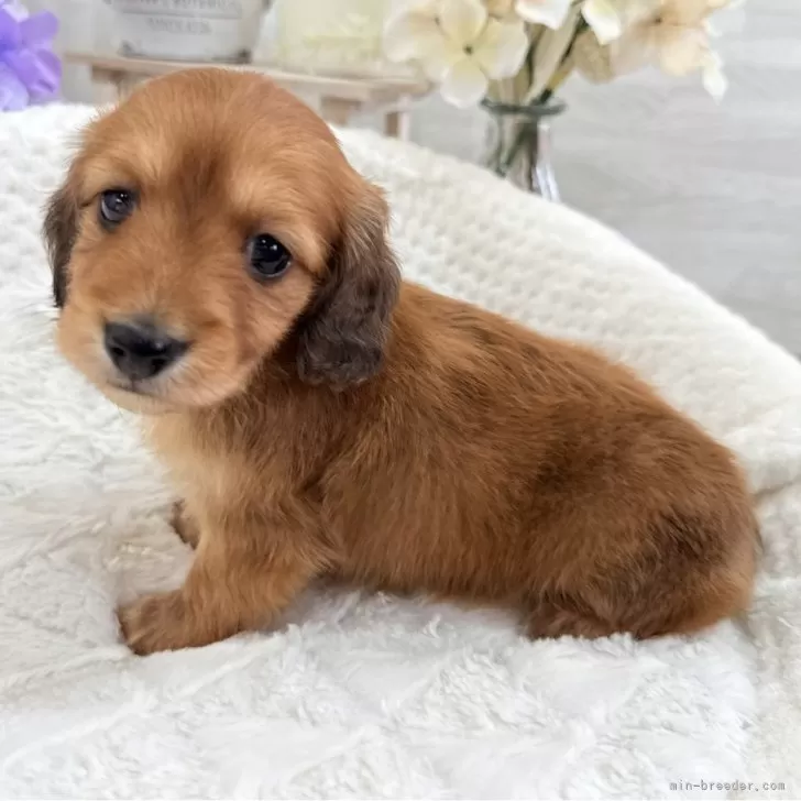 ミニチュアダックスフンド(ロング)【京都府・男の子・2025年9月23日・レッド】の写真1