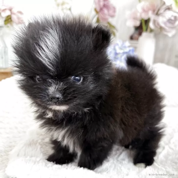 M.M 様のお迎えした子犬