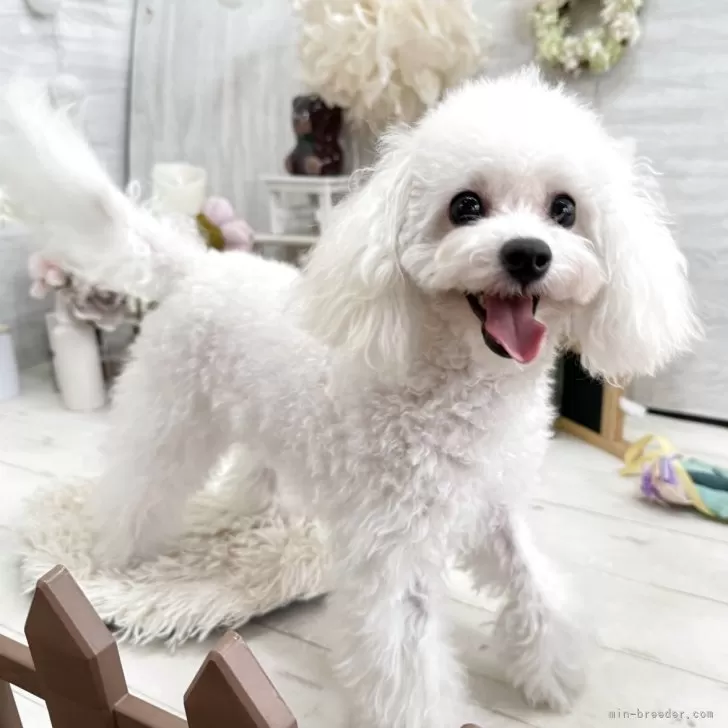 ID：2508-03155の子犬