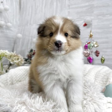 シェットランドシープドッグ【京都府・男の子・2025年10月26日・セーブル&ホワイト】の写真「クリっとした瞳の元気な男の子です✨」