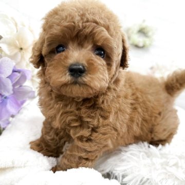 タイニープードル【京都府・男の子・2025年9月11日・レッドフォーン】の写真「ドワーフの可愛い男の子♫」