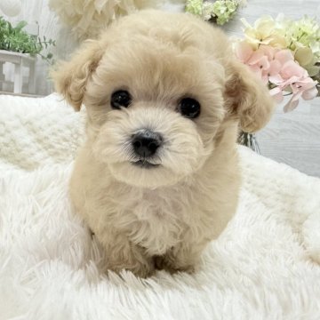 トイプードル(トイ)【京都府・女の子・2025年9月26日・ペールフォーン】の写真「キュルキュルお目目♡キュートな子♫」