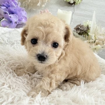 トイプードル(トイ)【京都府・女の子・2025年9月26日・ペールフォーン】の写真「キュルキュルお目目♡キュートな子♫」