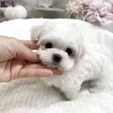 マルチーズ