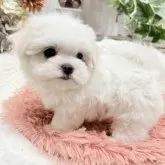 マルチーズ