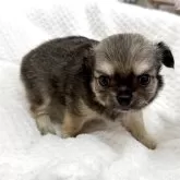 チワワ(ロング)