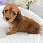 ミニチュアダックスフンド(ロング)【京都府・男の子・2025年9月23日・レッド】の写真1