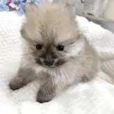 ポメラニアン