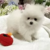 ポメラニアン
