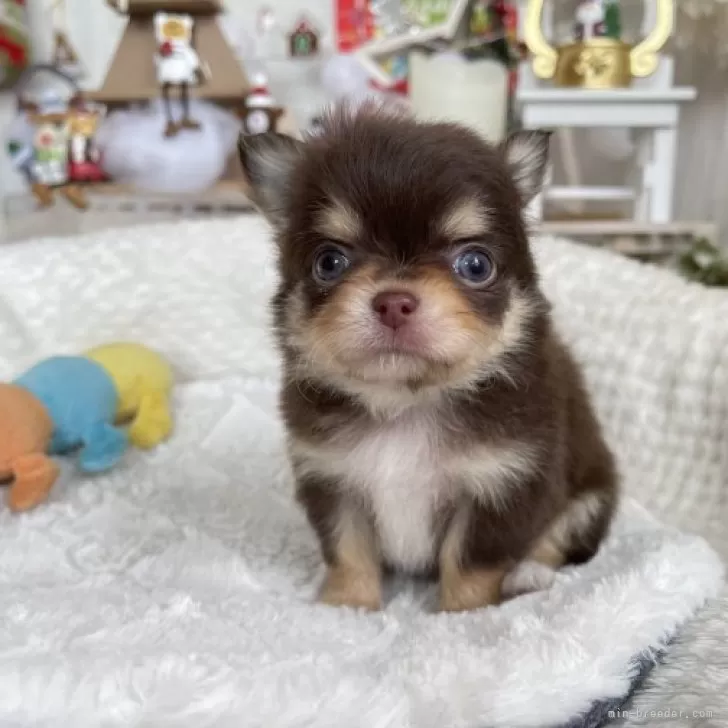 ID：2312-01480の子犬