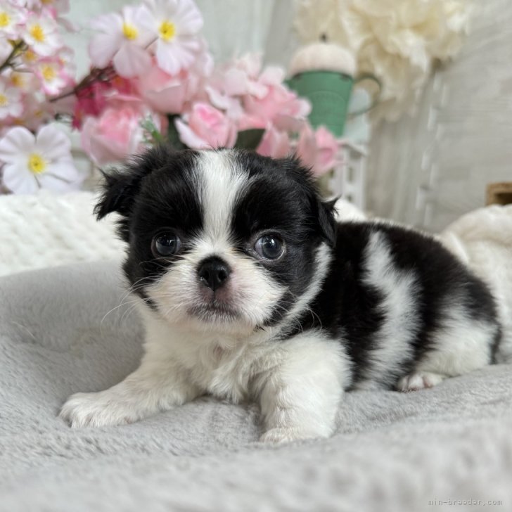 白黒犬様　材料費ページ Lee 牛柄 背中開きボアベスト 《白黒》 小型犬 / PET PARADISE