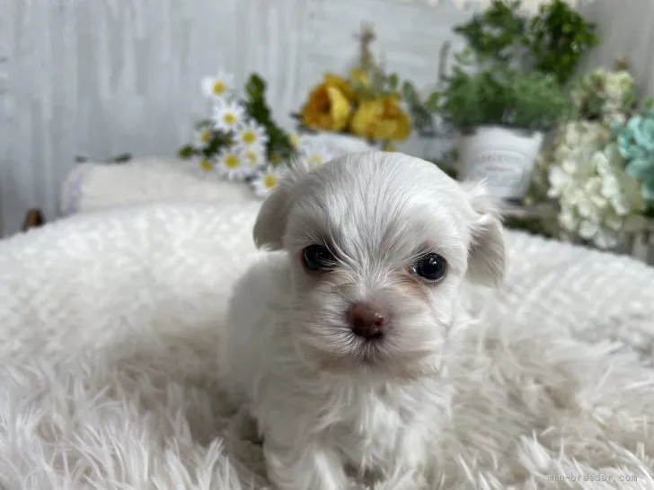ID:2205-01538の子犬