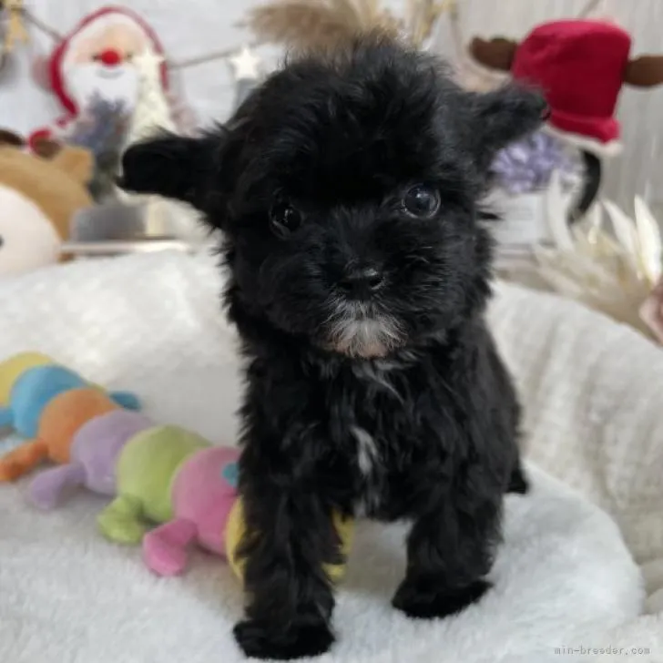 ID：2211-02554の子犬