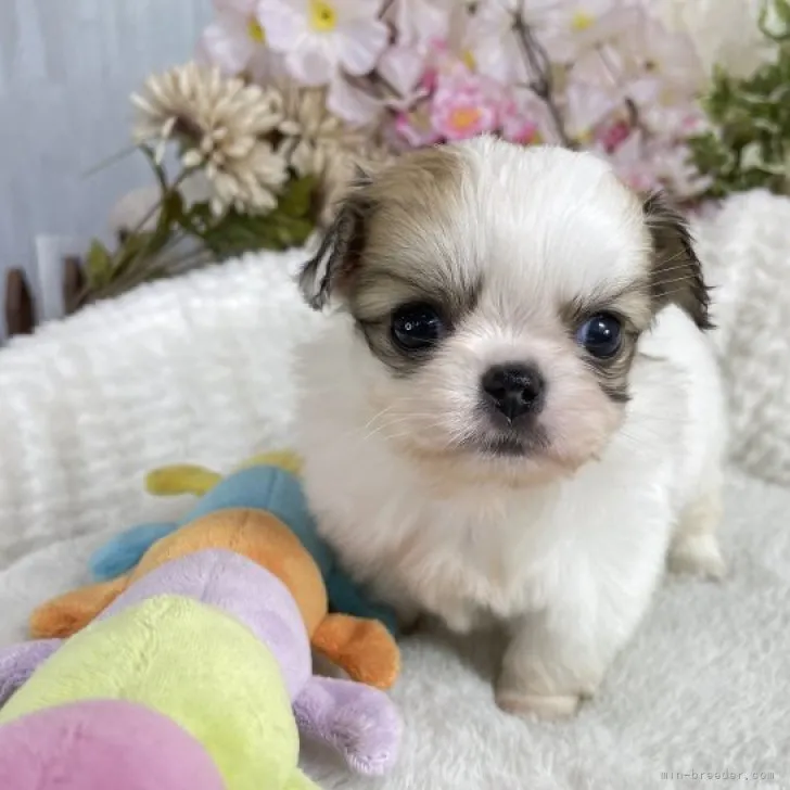 ID：2304-05151の子犬